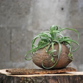 THILLANDSIA SUELTA Cocosnoot