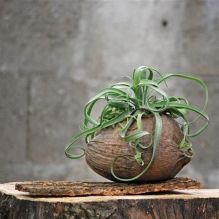THILLANDSIA SUELTA Cocosnoot