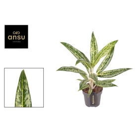 AGLAONEMA  M12 MATCHA LEMON