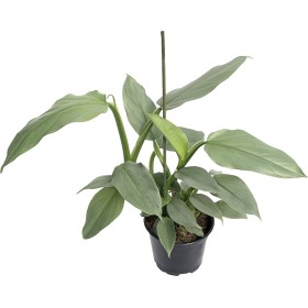 PHILODENDRON SILVER GREY PENJAR M15