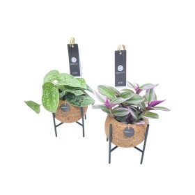 PLANTA VERDE MIX KOKODAMA M12 AMB SUPORT