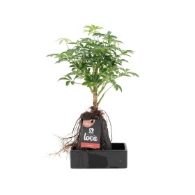 SCHEFFLERA LOVA 14X14 H30