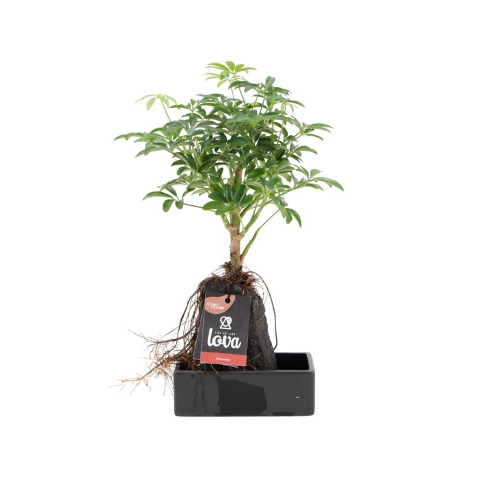 SCHEFFLERA LOVA 14X14 H30