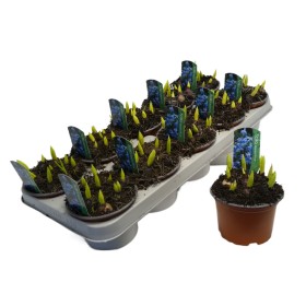 SCILLA SIBERICA BLUE M12