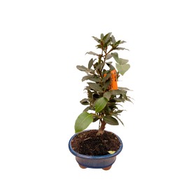 BONSAI  8 AÑOS LAURUS NOBILIS