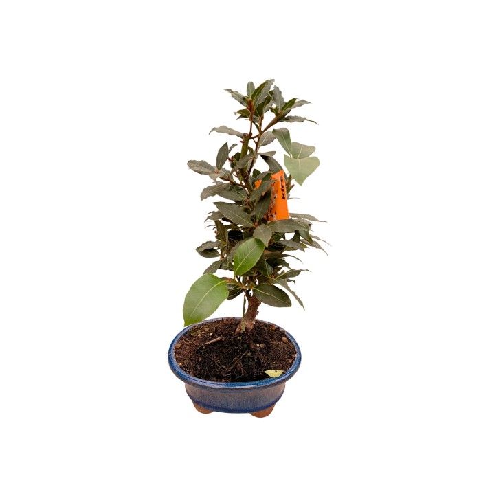 BONSAI  8 AÑOS LAURUS NOBILIS