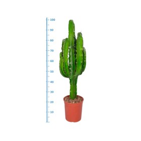 EUPHORBIA INGENS M21-100cm.