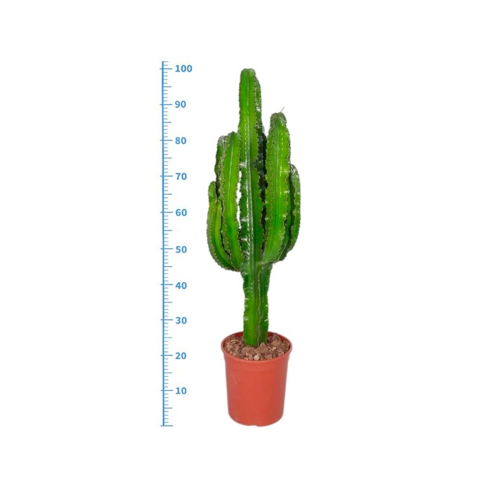 EUPHORBIA INGENS M21-100cm.