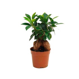 FICUS GINGEIN Ramificat M 9