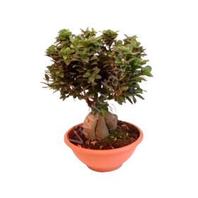FICUS GINGEIN M35 BOL ROMA
