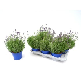 LAVANDULA SPEAR BLUE M17