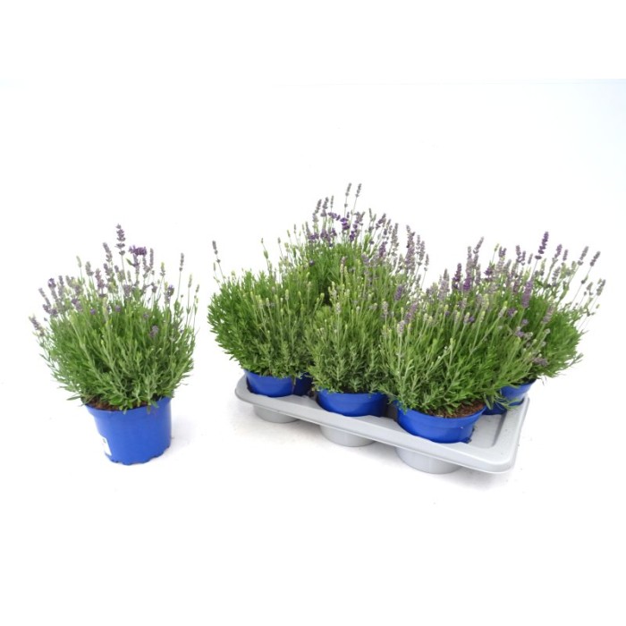 LAVANDULA SPEAR BLUE M17