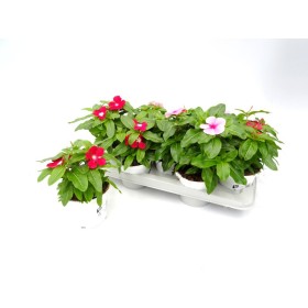 CATHARANTHUS ROSEUS M13