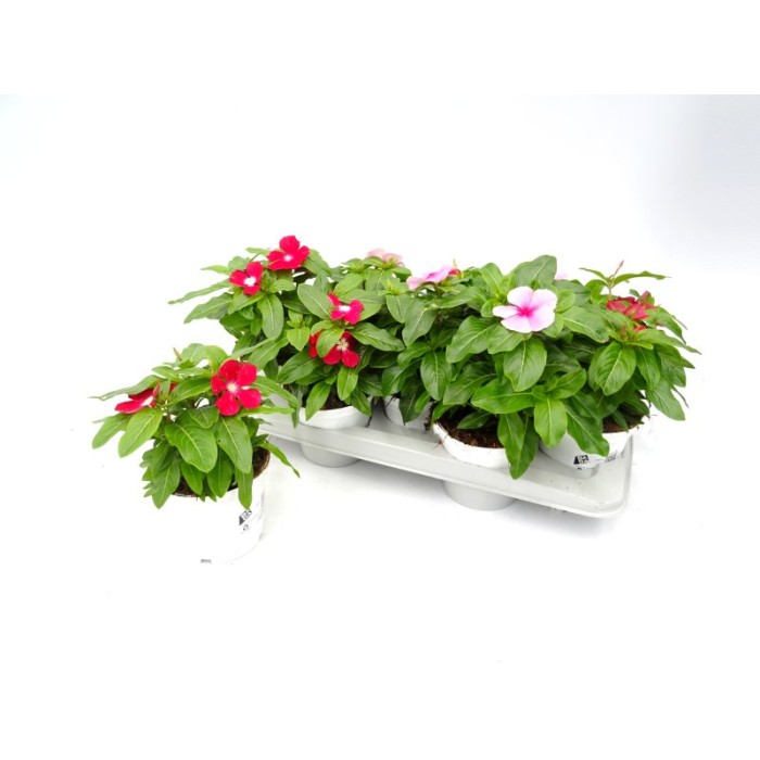 CATHARANTHUS ROSEUS M13