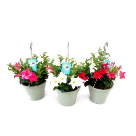 DIPLADENIA COLGANTE T23 