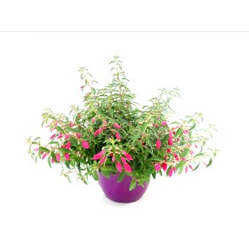 FUCHSIA ELECTRIC M19