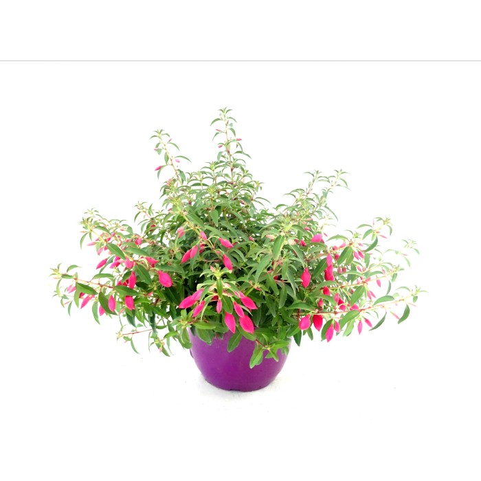 FUCHSIA ELECTRIC M19
