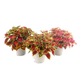 COLEUS MAIN STREET M26 Deco