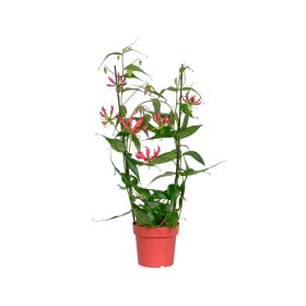 GLORIOSA  M21-130cm. SIN FLOR