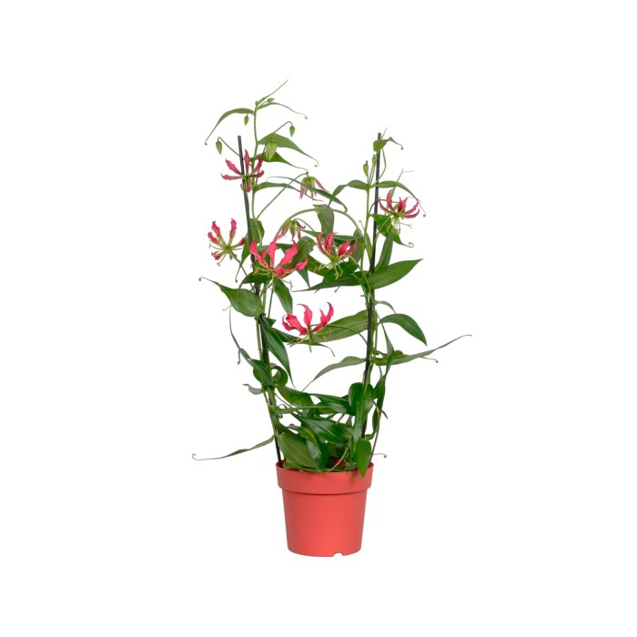 GLORIOSA  M21-130cm. SIN FLOR