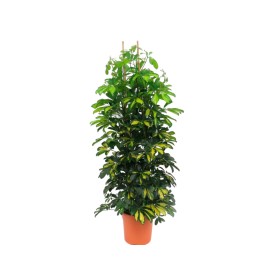 SCHEFFLERA   GRUPO M35 H210