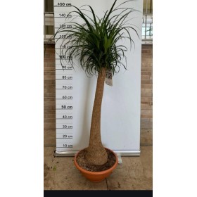BEAUCARNEA 1tronc 130cm. M35