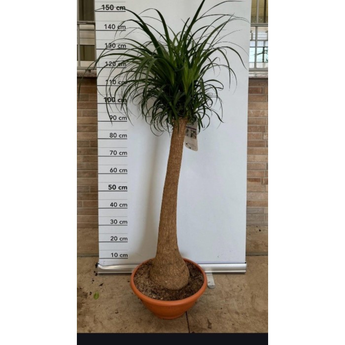 BEAUCARNEA 1tronc 130cm. M35
