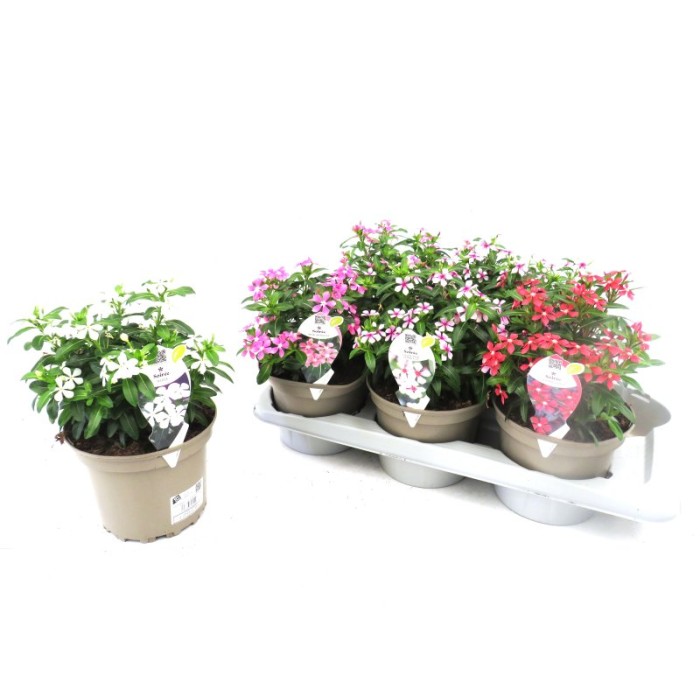 CATHARANTHUS SOIREE M17