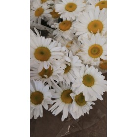 FLOR, MARGARITA  x10 tiges