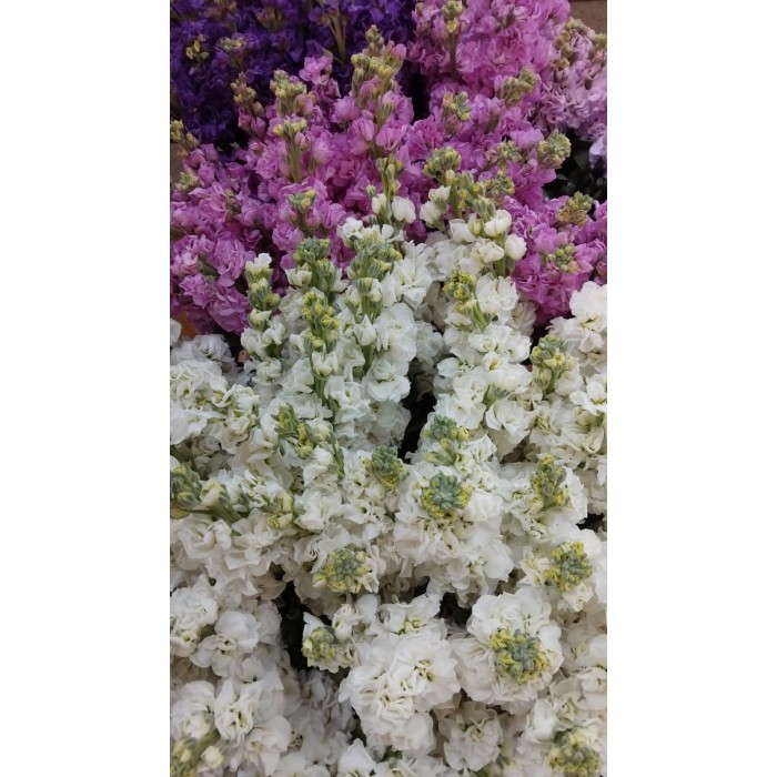 FLOR, VIOLE NACIONAL paq. x5 tiges.