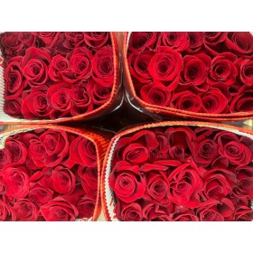 ROSA 50cm. x25 FREEDOM vermell