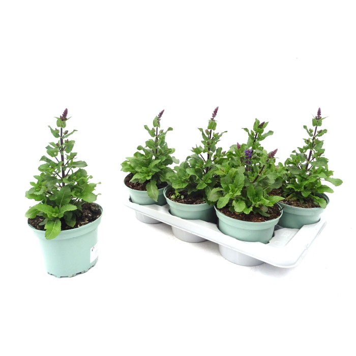 SALVIA NEMOROSA M17