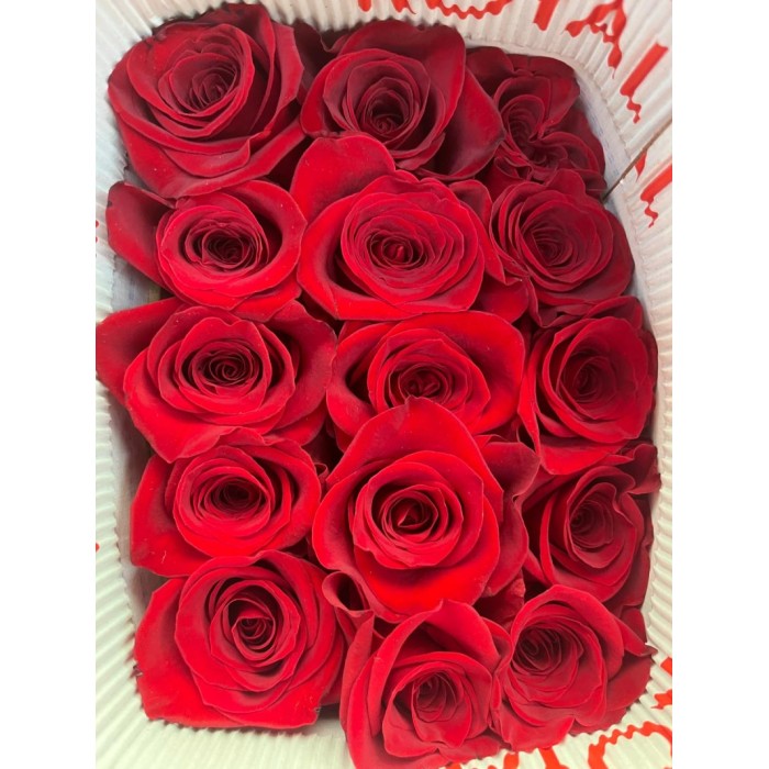 ROSA 50cm. x25 FREEDOM vermell