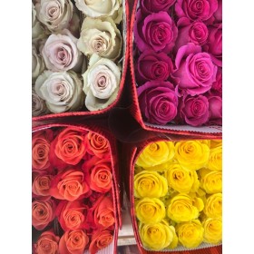 ROSA ECUADOR,  60cm. x25 COLORS