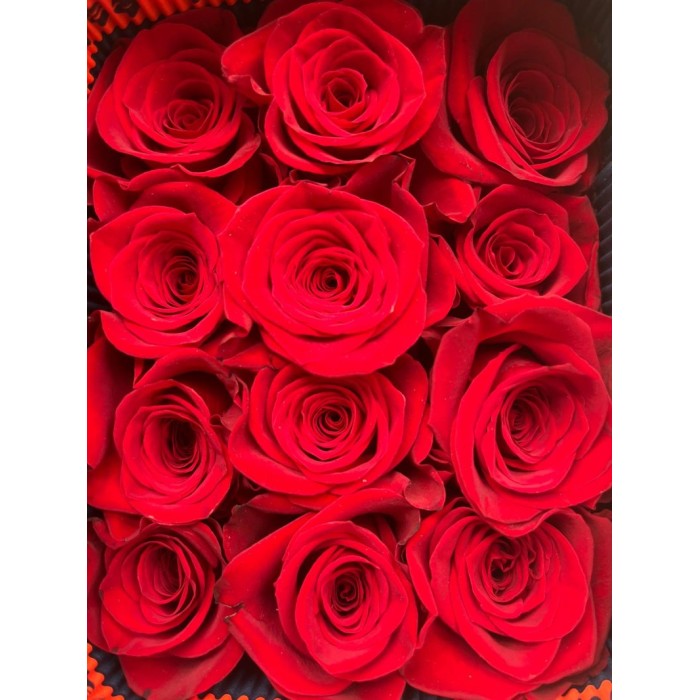 ROSA 60cm. x25 FREEDOM vermell