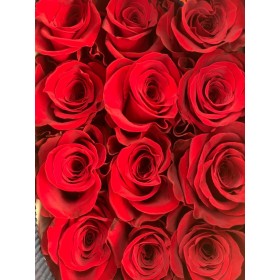 ROSA 70cm. x25 FREEDOM vermell