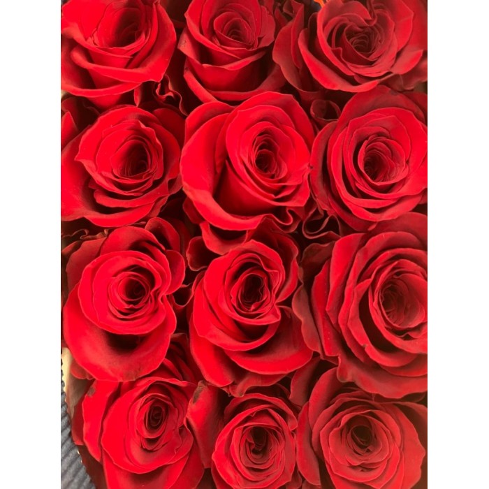 ROSA 70cm. x25 FREEDOM vermell