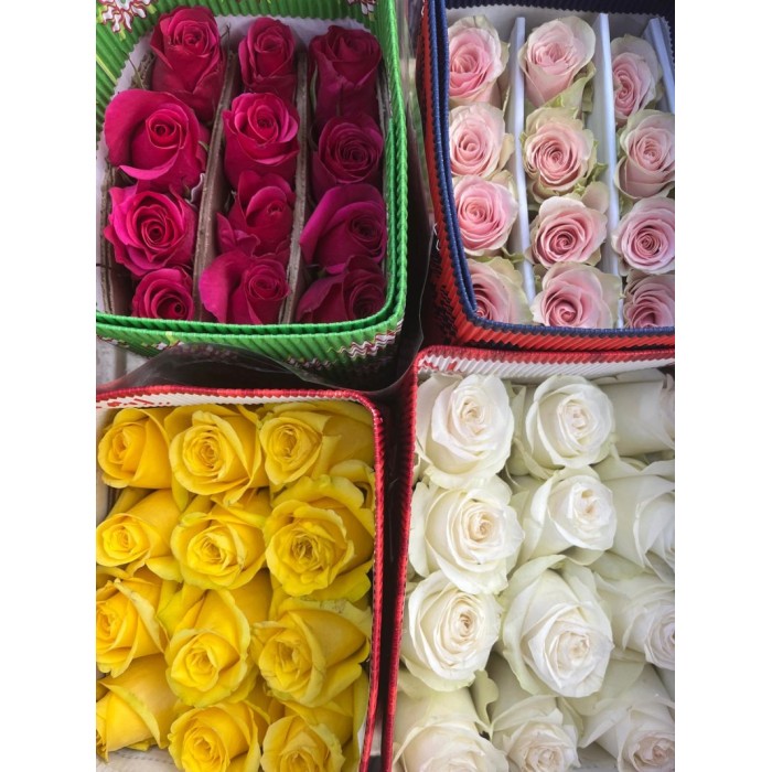 ROSA ECUADOR,  50cm. x25 COLORS
