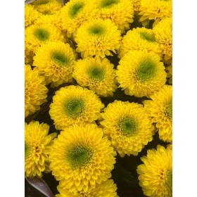 FLOR, CHRISANTHEM, BRASILIANA x10 tiges.
