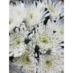 FLOR, CHRISANTHEM, ANASTASIA BLANC x 10 tiges