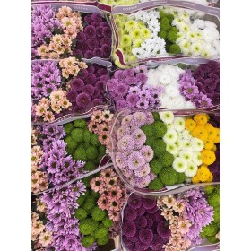 FLOR, CHRISANTHEM SANTINI MIX x25 tiges.