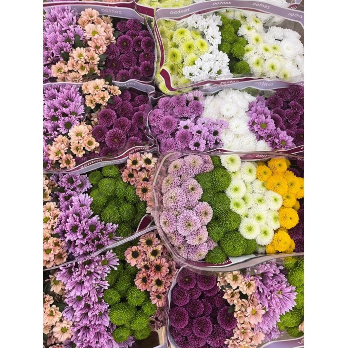 FLOR, CHRISANTHEM SANTINI MIX x25 tiges.
