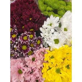 FLOR, CHRISANTHEM,  HOLANDA x5 tiges