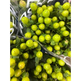 FLOR, HYPERICUM COCO BAMBU 60cm. x10 verd