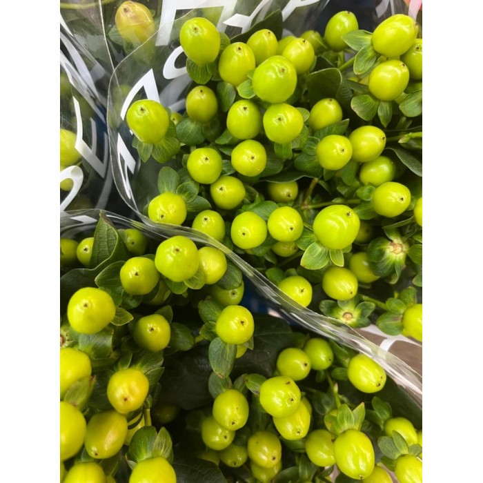 FLOR, HYPERICUM COCO BAMBU 60cm. x10 verd
