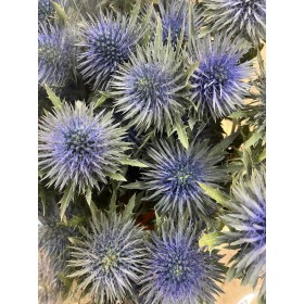 FLOR, ERYNG MAGNETAR QSTAR 50cm.x 5 tiges.