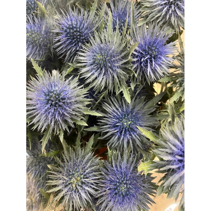 FLOR, ERYNG MAGNETAR QSTAR 50cm.x 10 tiges.