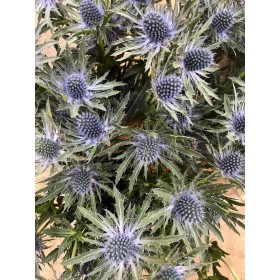 FLOR, ERYNG MAGNETAR QSTAR 60cm.x 5 tiges.