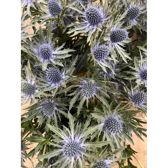 FLOR, ERYNG MAGNETAR QSTAR 60cm.x 10 tiges.