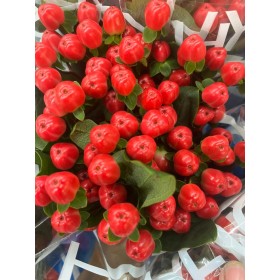 FLOR, HYPERICUM COCO TANGO 70cm. x10 tig vermell